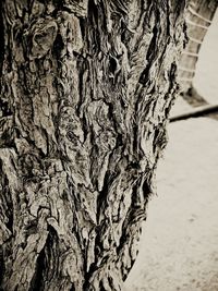 Full frame shot of tree trunk