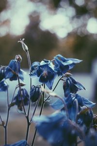 Close-up of wilted plant