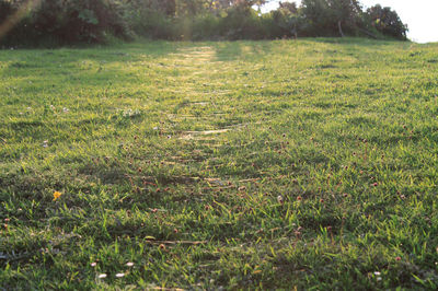 Scenic view of grassy field