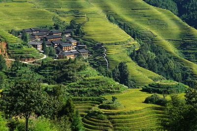 High angle view of agricultural fields