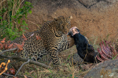 Female leopard