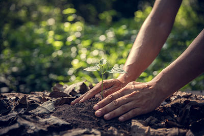 Close-up of hand holding plant on land