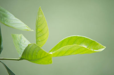Close-up of green leaves