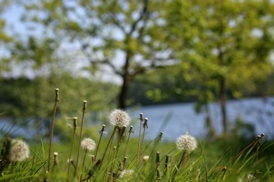 Close-up of flowers blooming in field