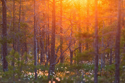 Trees in forest during autumn