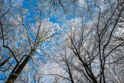 Low angle view of bare trees against blue sky