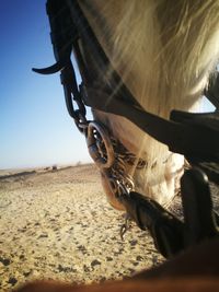 Horse cart on sand