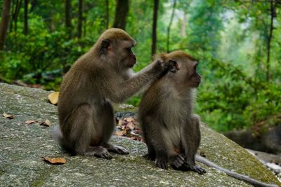 Monkey sitting on tree in forest