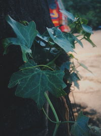 Close-up of fresh green plant