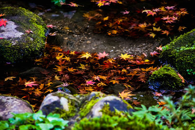 Close-up of maple leaves on flowering plant during autumn