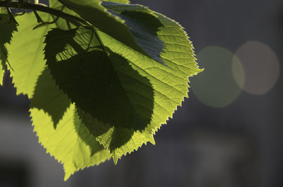 Close-up of leaves