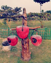 Close-up of fruits hanging on tree in field against sky