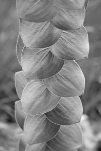 Close-up of flowering plant