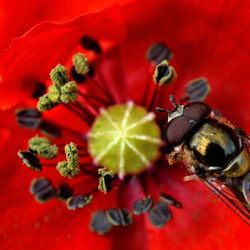 Close-up of red flowers