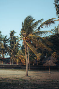 Palm trees on field against clear sky