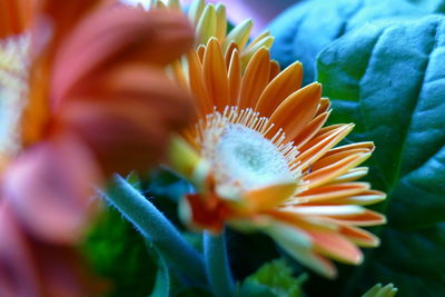 Close-up of orange flowering plant