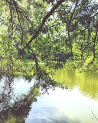 Reflection of trees in lake