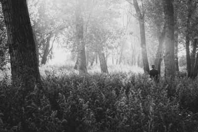 Rear view of man standing in forest