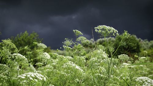 Close-up of fresh green plants on field