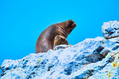 2 sea lions on rock formation under blue skies