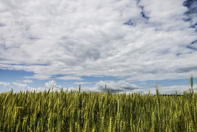 Close-up of fresh green field against sky