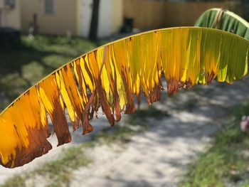 Close-up of yellow flower