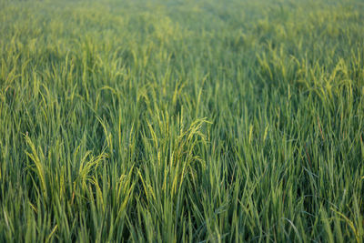 Crops growing on field