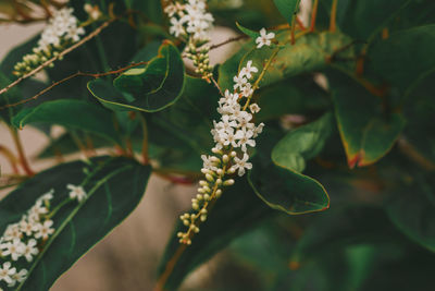 Close-up of white flowering plant