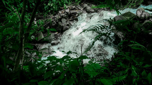 Scenic view of waterfall in forest