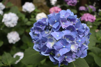 Close-up of purple hydrangea flowers