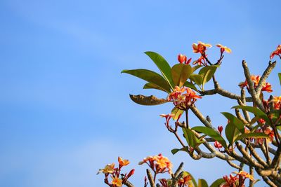 Low angle view of flowering plant against clear blue sky