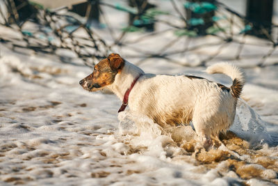 Jack russell terrier dog playing with sea waves on sandy beach. small terrier dog having fun