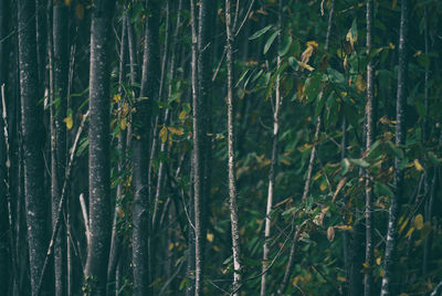 Full frame shot of bamboo plants