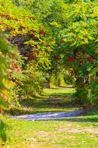 Scenic view of trees during autumn