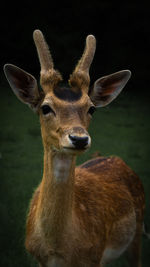 Close-up of deer on field