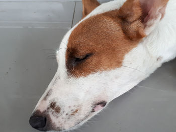 Close-up of a dog looking away