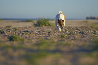 View of bird on land