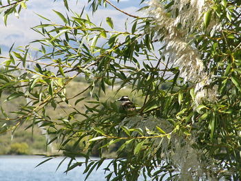 Bird perching on tree