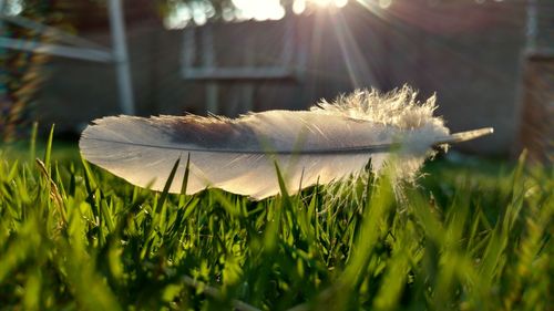 Close-up of grass growing in field