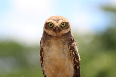 Owl looking at camera