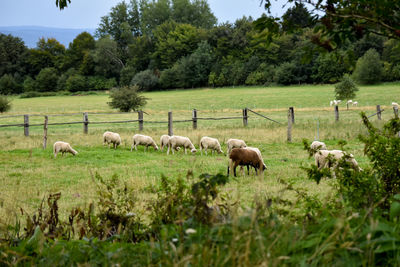 Sheep grazing in a field