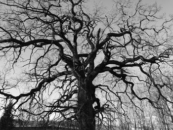 Low angle view of bare trees against sky