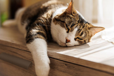 Close-up of cat lying on table