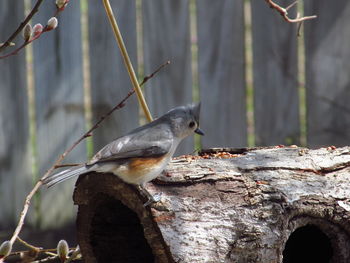 Close-up of sparrow perching on wood