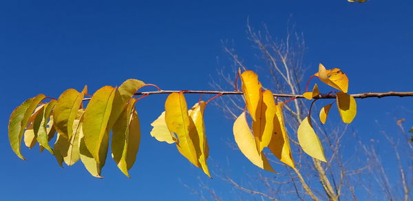 Low angle view of plant against blue sky