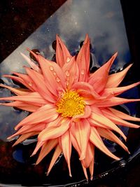 Close-up of flower blooming outdoors