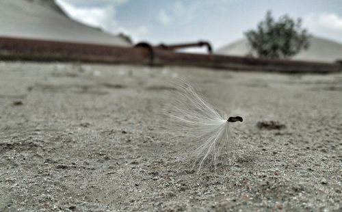 Close-up of insect on sand at beach