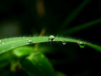 Close-up of water drops on grass