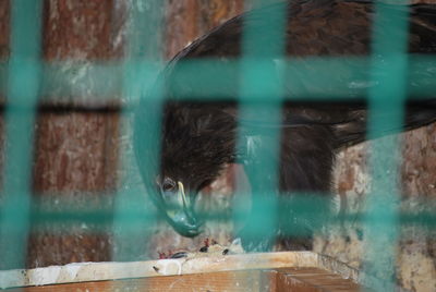 View of monkey in zoo