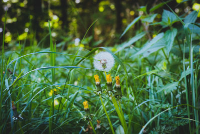 Close-up of flowering plant on field